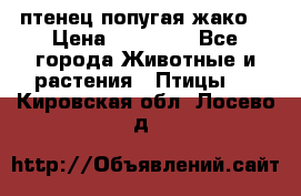 птенец попугая жако  › Цена ­ 60 000 - Все города Животные и растения » Птицы   . Кировская обл.,Лосево д.